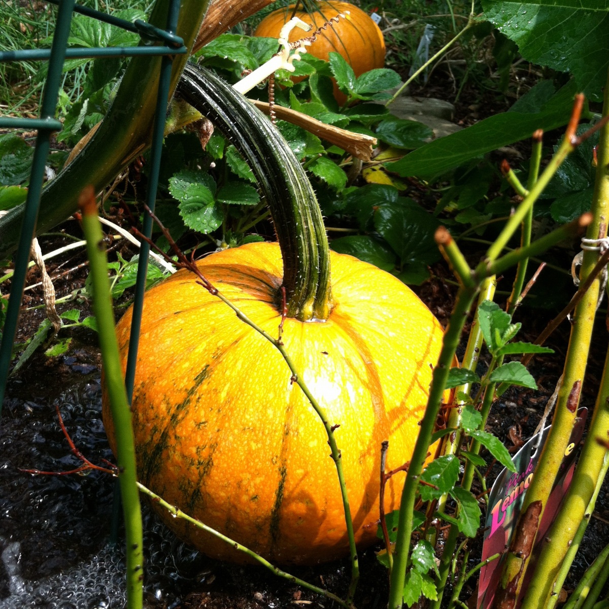 The Perfect Pumpkin Patch